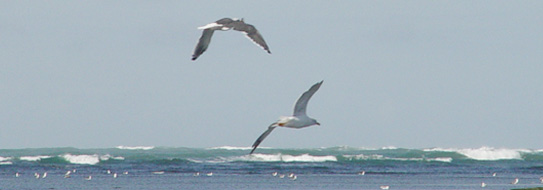 Un vol de mouette